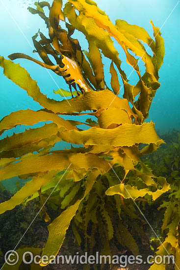 Kelp Port Phillip Bay photo Kelp Port Phillip Bay photo
