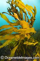 Kelp Port Phillip Bay Photo - Gary Bell