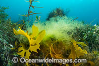 Kelp Port Phillip Bay Photo - Gary Bell