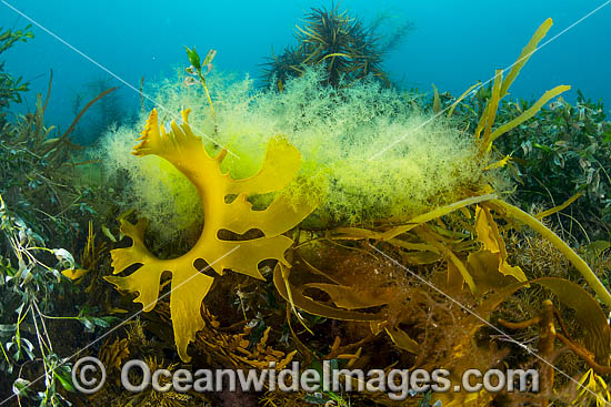 Kelp Port Phillip Bay photo Kelp Port Phillip Bay photo
