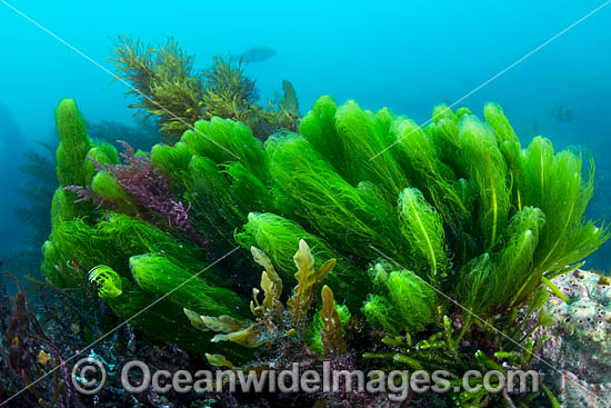 Kelp Port Phillip Bay photo Kelp Port Phillip Bay photo