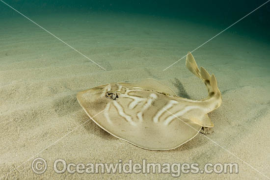 Southern Fiddler Ray photo Southern Fiddler Ray photo