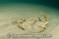 Southern Fiddler Ray Photo - Gary Bell