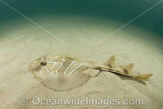 Southern Fiddler Ray photo Southern Fiddler Ray photo