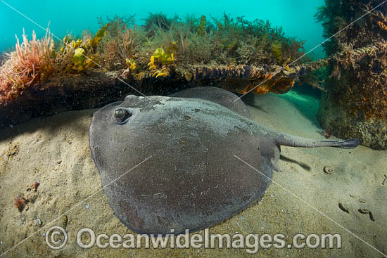 Eastern Stingaree photo Eastern Stingaree photo