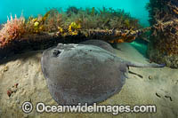 Eastern Stingaree Photo - Gary Bell