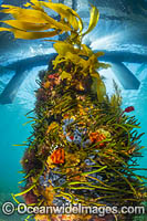 Temperate Reef Mornignton Peninsula Photo - Gary Bell