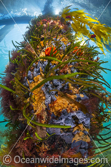 Reef under Flinders Pier photo Reef under Flinders Pier photo