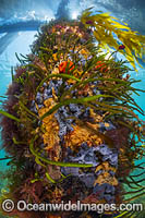 Reef under Flinders Pier Photo - Gary Bell