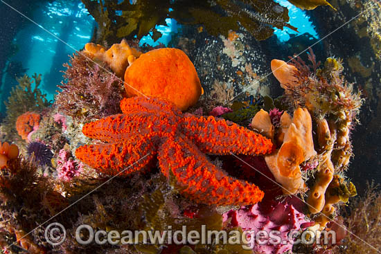 Temperate Reef Sorrento Pier photo Temperate Reef Sorrento Pier photo