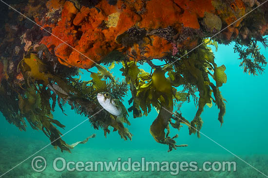 Globefish Port Phillip Bay photo Globefish Port Phillip Bay photo