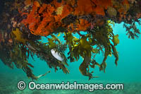 Globefish Port Phillip Bay Photo - Gary Bell