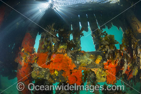 Sponges and Kelp Blairgowrie Pier photo Sponges and Kelp Blairgowrie Pier photo
