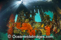 Sponges and Kelp Blairgowrie Pier Photo - Gary Bell