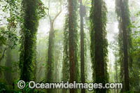 Rainforest in mist Photo - Gary Bell