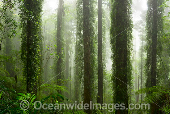 Dorrigo Rainforest in mist photo Dorrigo Rainforest in mist photo