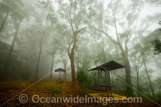 Forest and picnic table in mist photo Forest and picnic table in mist photo