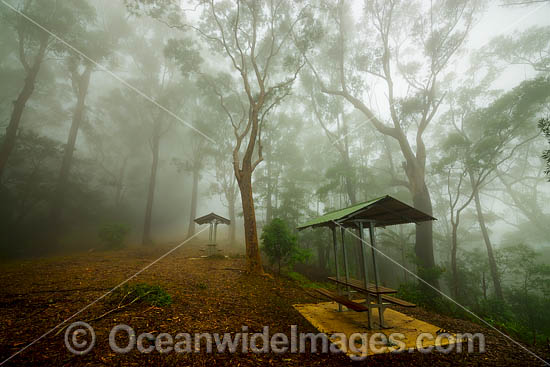 Forest and picnic table in mist photo Forest and picnic table in mist photo