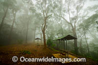 Forest and picnic table in mist Photo - Gary Bell