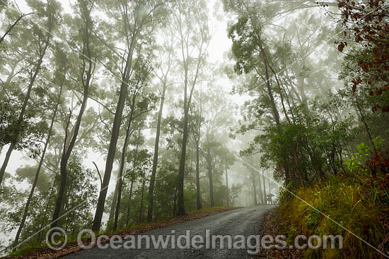 Eucalypt forest photo Eucalypt forest photo