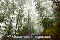 Eucalypt forest Photo - Gary Bell