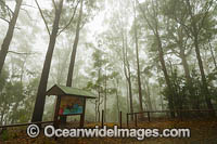 Bruxner Park Eucalypt Forest Photo - Gary Bell