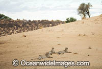 Cheetah defensive behavior Photo - Chris and Monique Fallows