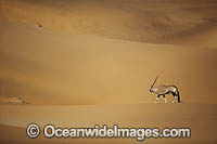 Gemsbok Namibia Photo - Chris and Monique Fallows