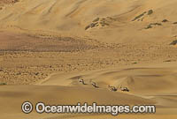 Gemsbok Namibia Photo - Chris and Monique Fallows