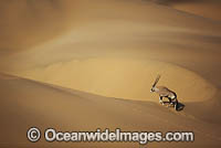 Gemsbok Namibia Photo - Chris and Monique Fallows
