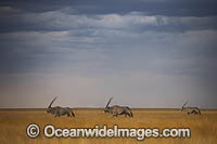 Gemsbok Namibia Photo - Chris and Monique Fallows