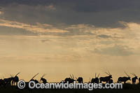 Gemsbok Botswana Photo - Chris and Monique Fallows