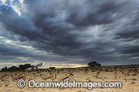 Springbok Botswana Photo - Chris and Monique Fallows
