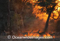 Impala Aepyceros melampus Photo - Chris and Monique Fallows