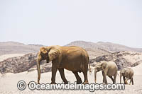 African Elephant Loxodonta africana Photo - Chris and Monique Fallows
