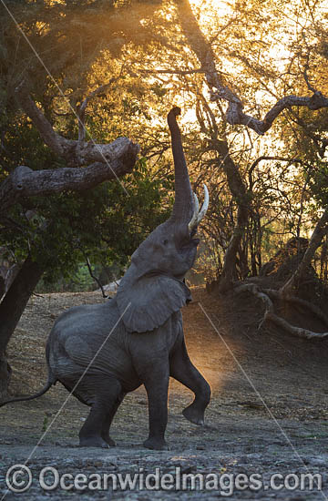 African Elephant feeding photo African Elephant feeding photo