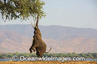 African Elephant feeding Photo - Chris and Monique Fallows