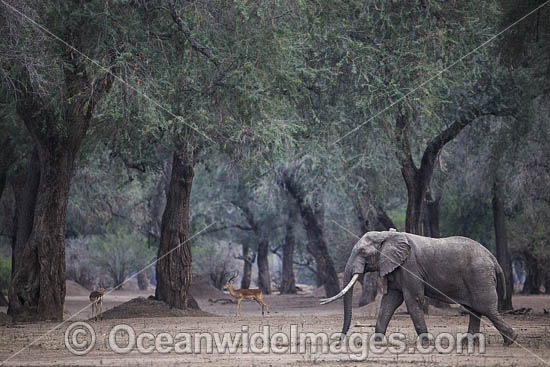 African Elephant Zimbabwe photo African Elephant Zimbabwe photo