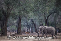 African Elephant Zimbabwe Photo - Chris and Monique Fallows