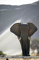 African Elephant Namibia Photo - Chris and Monique Fallows