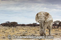 African Elephant Namibia Photo - Chris and Monique Fallows