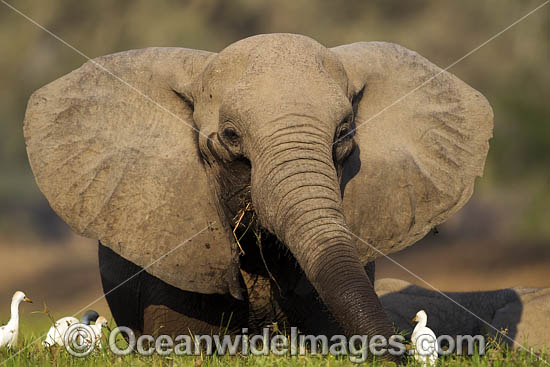 African Elephant Zimbabwe photo African Elephant Zimbabwe photo