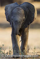 African Elephant calf suckling female Photo - Chris and Monique Fallows