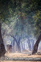 African Elephant Zimbabwe Photo - Chris and Monique Fallows