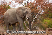 African Elephant Damaraland Namibia Photo - Chris and Monique Fallows