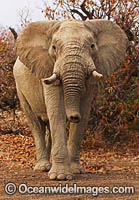 African Elephant Damaraland Namibia Photo - Chris and Monique Fallows
