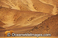 African Elephant Namibia Photo - Chris and Monique Fallows