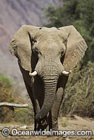 African Elephant Namibia Photo - Chris and Monique Fallows