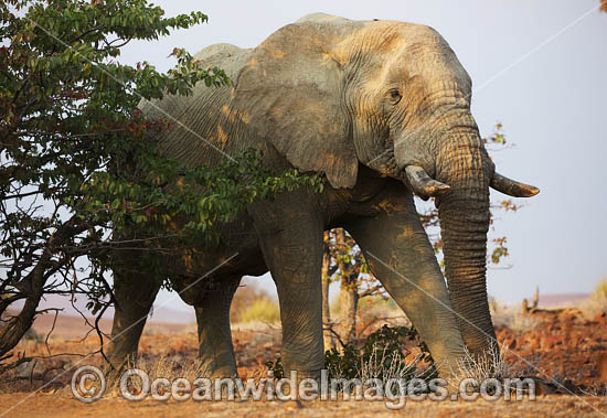 African Elephant Namibia photo African Elephant Namibia photo