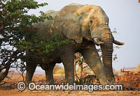 African Elephant Namibia Photo - Chris and Monique Fallows
